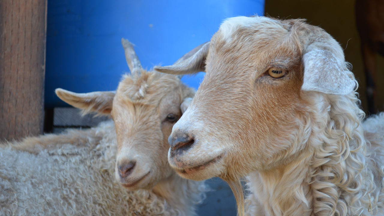 pygmy goats